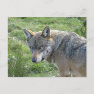 Postal Lobo europeo