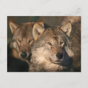 Postal lobo europeo