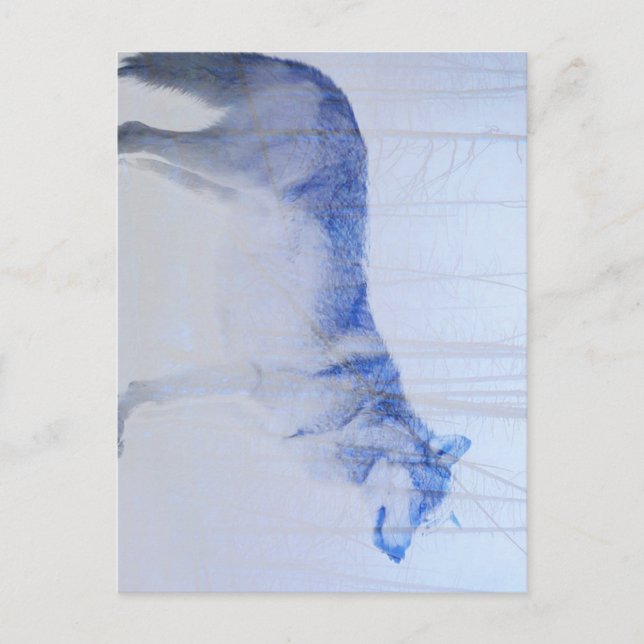 Postal Lobo expuesto (Anverso)