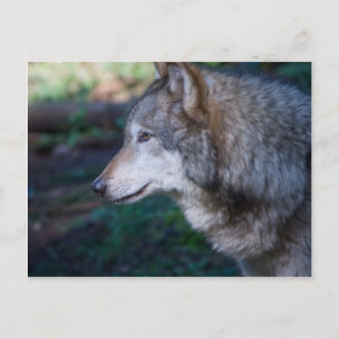 Postal Lobo gris