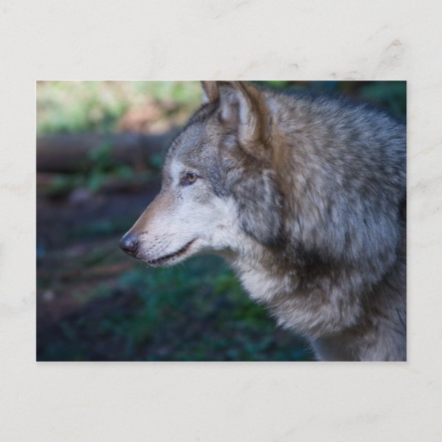 Postal Lobo gris (Anverso)