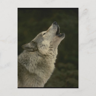 Postal Lobo Gris
