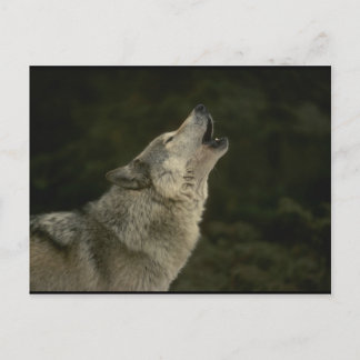 Postal Lobo Gris