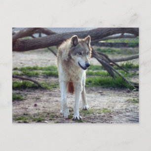 Postal lobo gris-13