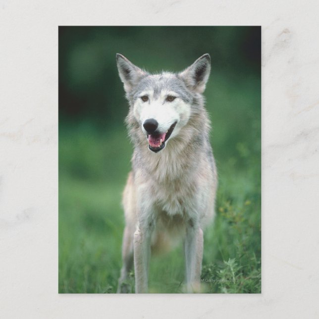 Postal Lobo gris 2 (Anverso)