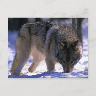 Postal Lobo gris al borde del bosque nevado, contacto vis
