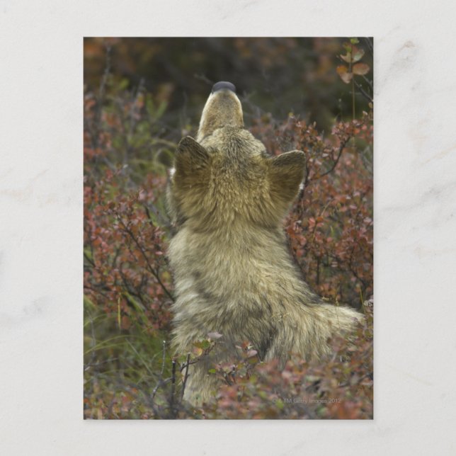 Postal Lobo gris (Canis lupus) (Anverso)