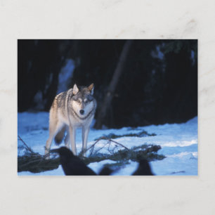 Postal lobo gris, Canis lupus, en las estribaciones