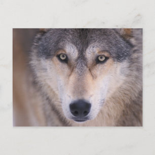Postal lobo gris, Canis lupus, primer plano de ojos