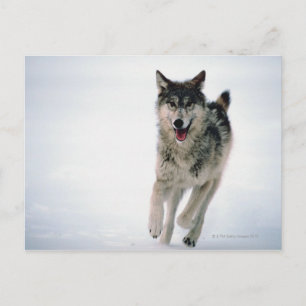 Postal Lobo gris corriendo