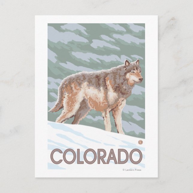 Postal Lobo Gris de pieColorado (Anverso)