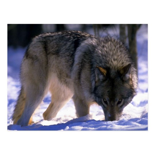 Postal Lobo gris en el borde del bosque nevoso, contacto