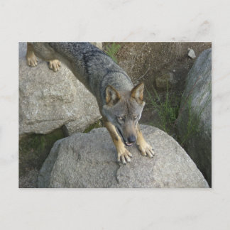 Postal Lobo gris europeo