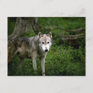 Postal Lobo gris, lobo
