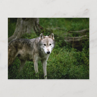 Postal Lobo gris, lobo