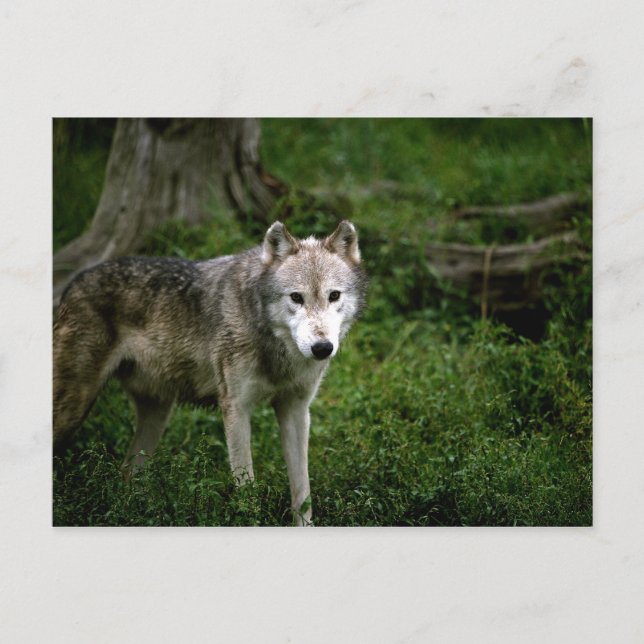 Postal Lobo gris, lobo (Anverso)