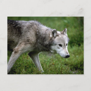 Postal Lobo gris, lobo