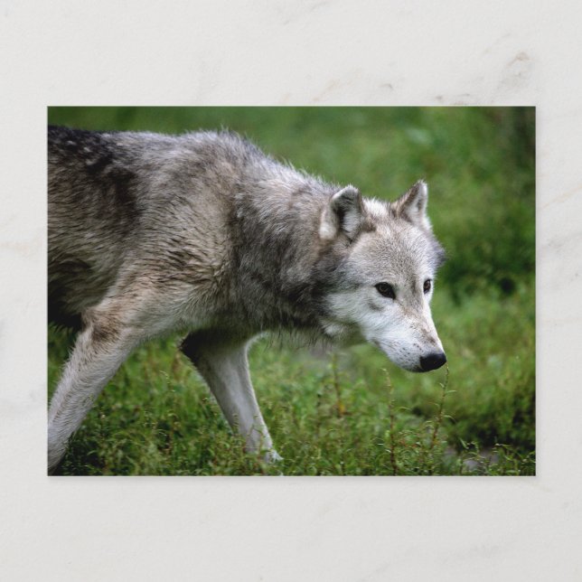 Postal Lobo gris, lobo (Anverso)