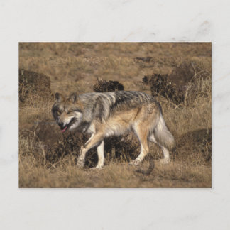 Postal Lobo gris - Lobo de madera - Serie Lobo Rojo