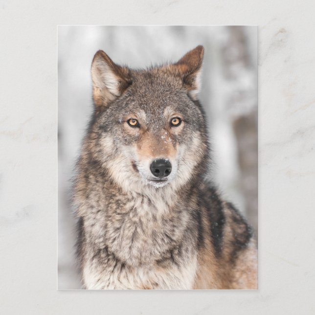 Postal Lobo Gris (lupus de Canis) Con Una Espalda De Oro (Anverso)