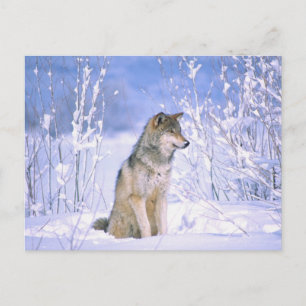 Postal Lobo gris sentado en la nieve, Canis lupus,