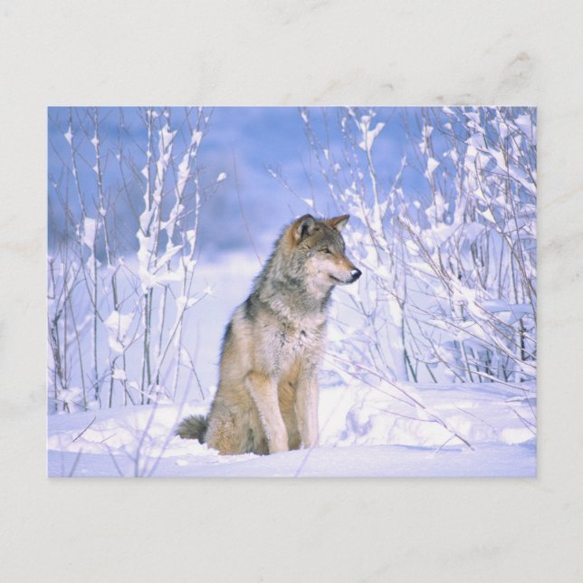 Postal Lobo gris sentado en la nieve, Canis lupus, (Anverso)