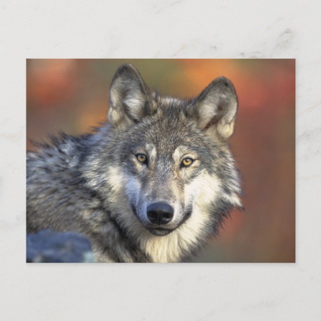 Postal Lobo Hermoso (Anverso)