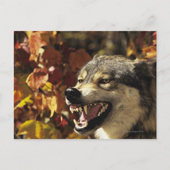 Postal Lobo (lupus de Canis) gruñendo, con la cabeza (Anverso)