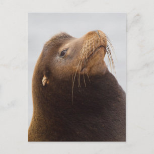 Postal Lobo Marino de California