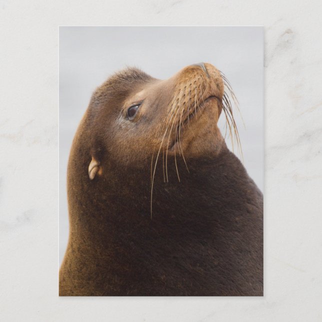 Postal Lobo Marino de California (Anverso)