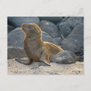 Postal Lobo Marino de Galápagos