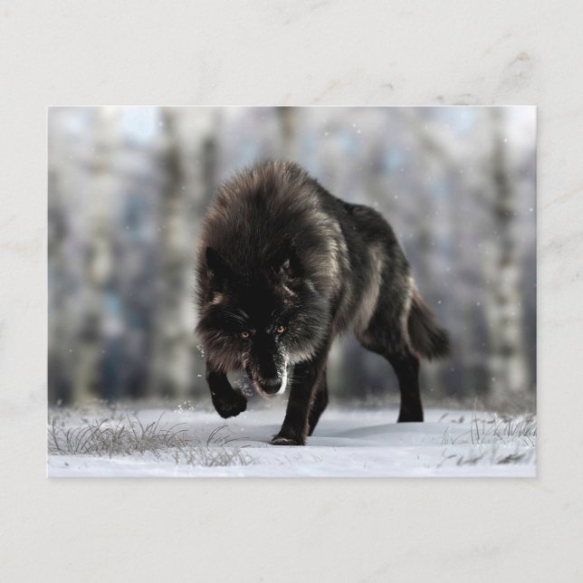Postal Lobo negro enojado (Anverso)
