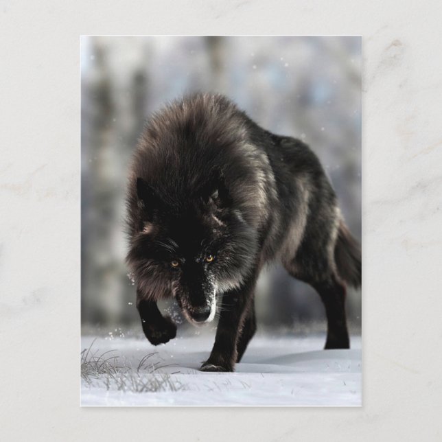 Postal Lobo negro enojado (Anverso)