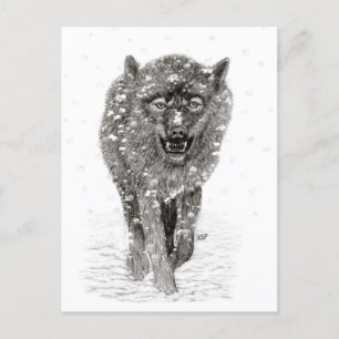 Postal Lobo negro enojado en la nieve, invierno salvaje