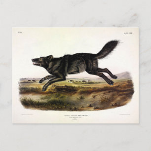 Postal Lobo negro, o lobo norteamericano negro (lupus can