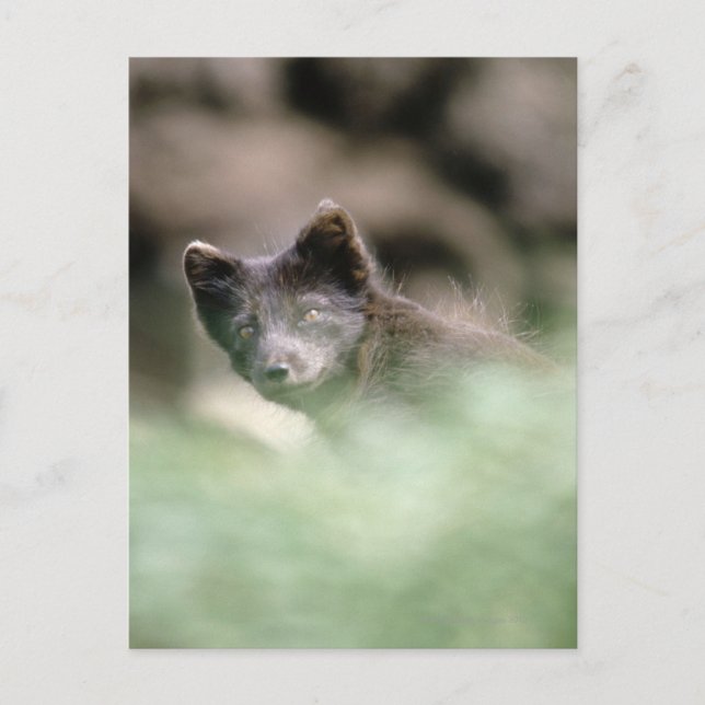 Postal Lobo negro pequeño (Anverso)