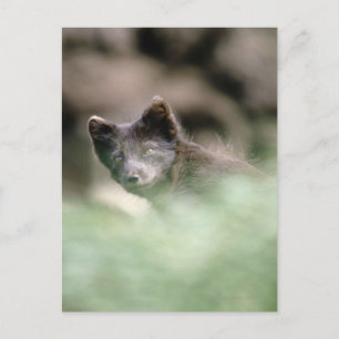 Postal Lobo negro pequeño