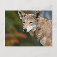 Lobo Rojo