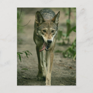 Postal Lobo Rojo