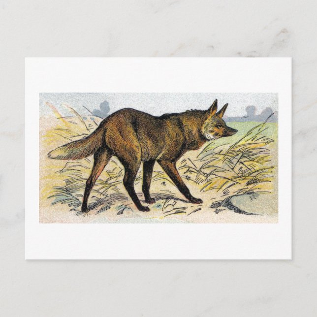 Postal Lobo Rojo (Anverso)