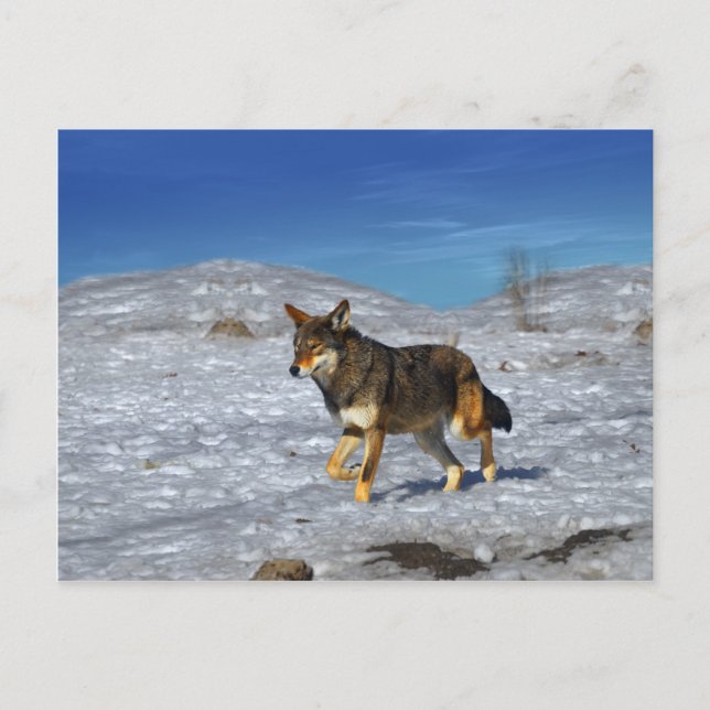 Postal Lobo Rojo Febrero 2011 (Anverso)