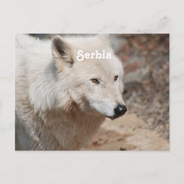 Postal Lobo serbio (Anverso)