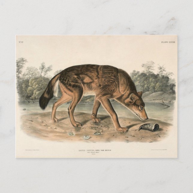 Postal Lobo Texano Rojo (Canis lupus) de América del Nort (Anverso)