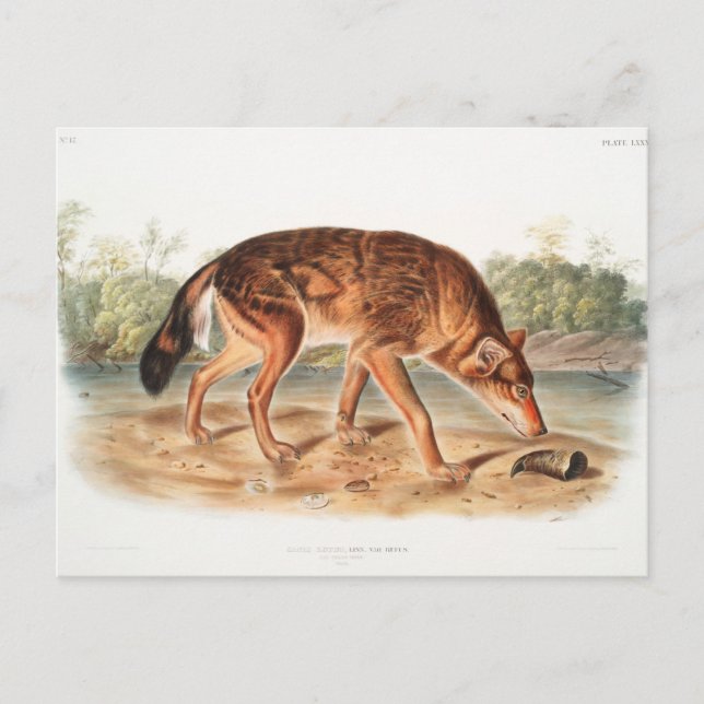 Postal Lobo texano rojo de John Woodhouse Audubon (Anverso)
