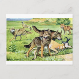 Postal lobo y coyote
