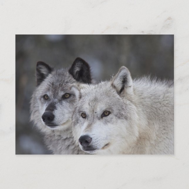 Postal Lobos (Canus lupus) | Yellowstone occidental (Anverso)