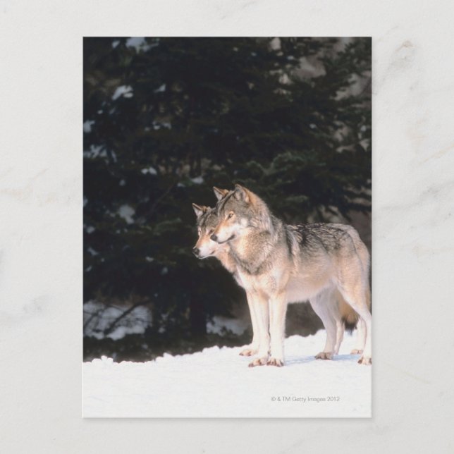 Postal Lobos grises (Anverso)