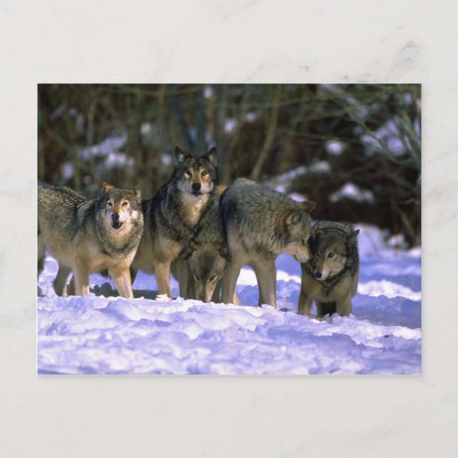 Postal Lobos grises al borde de un bosque nevado (Anverso)