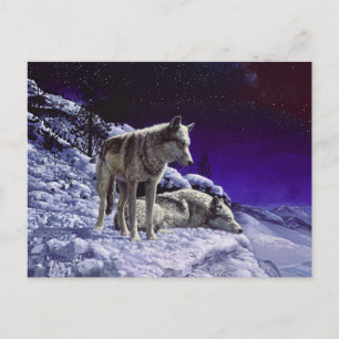 Postal Lobos grises en la nieve de invierno de noche