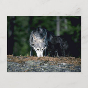 Postal Lobos grises-mamás de verano con cachorro (fase ne